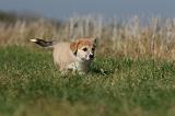 CORGI PEMBROKE 1149